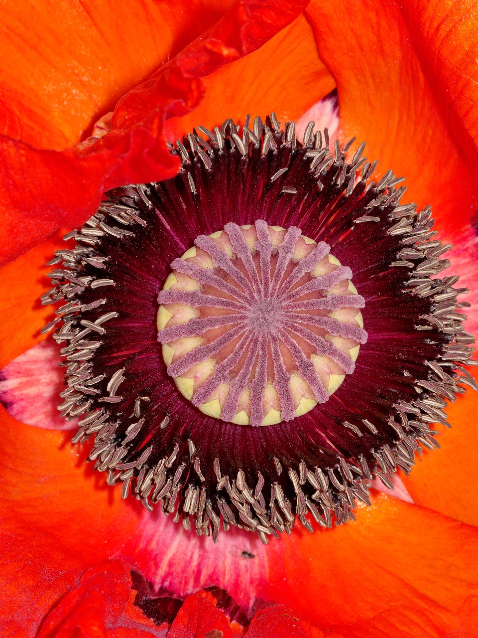 poppy flower summer free photo