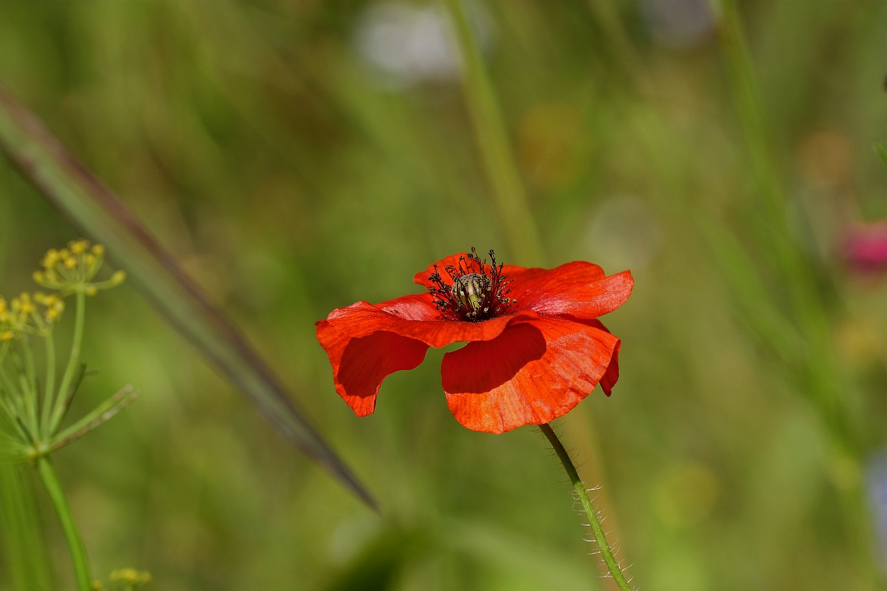 poppy nature blossom free photo