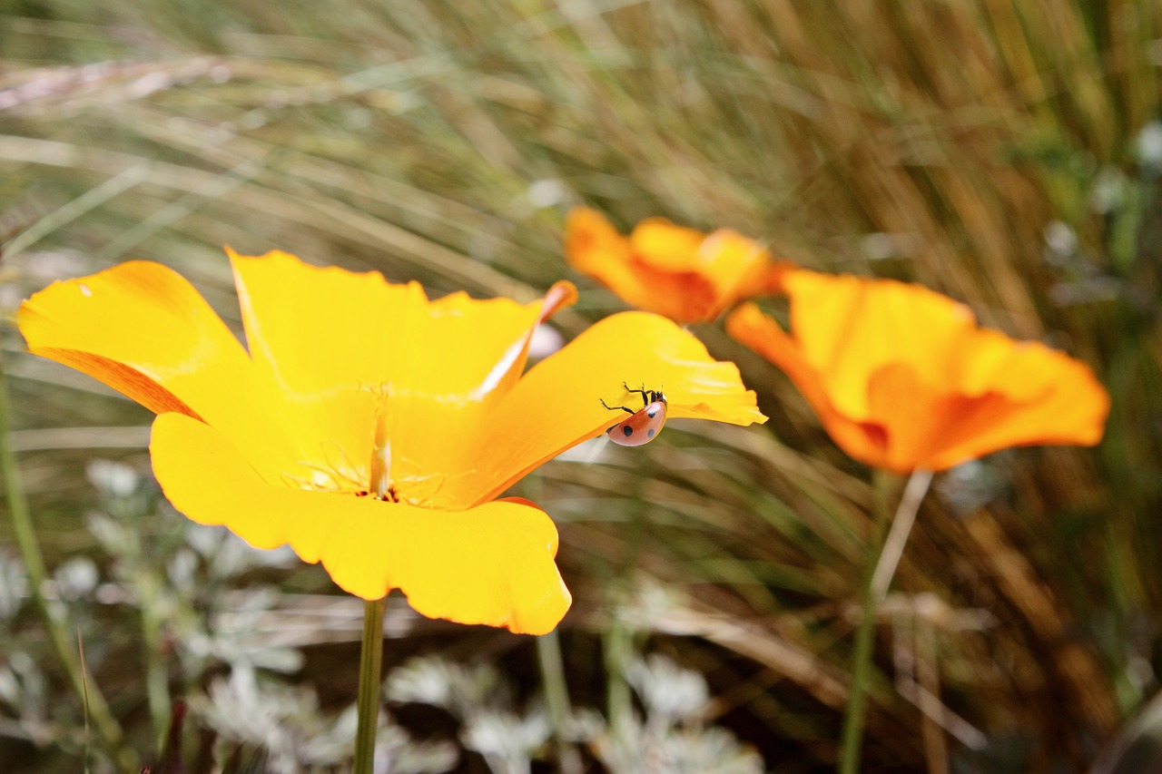 poppy ladybug nature free photo