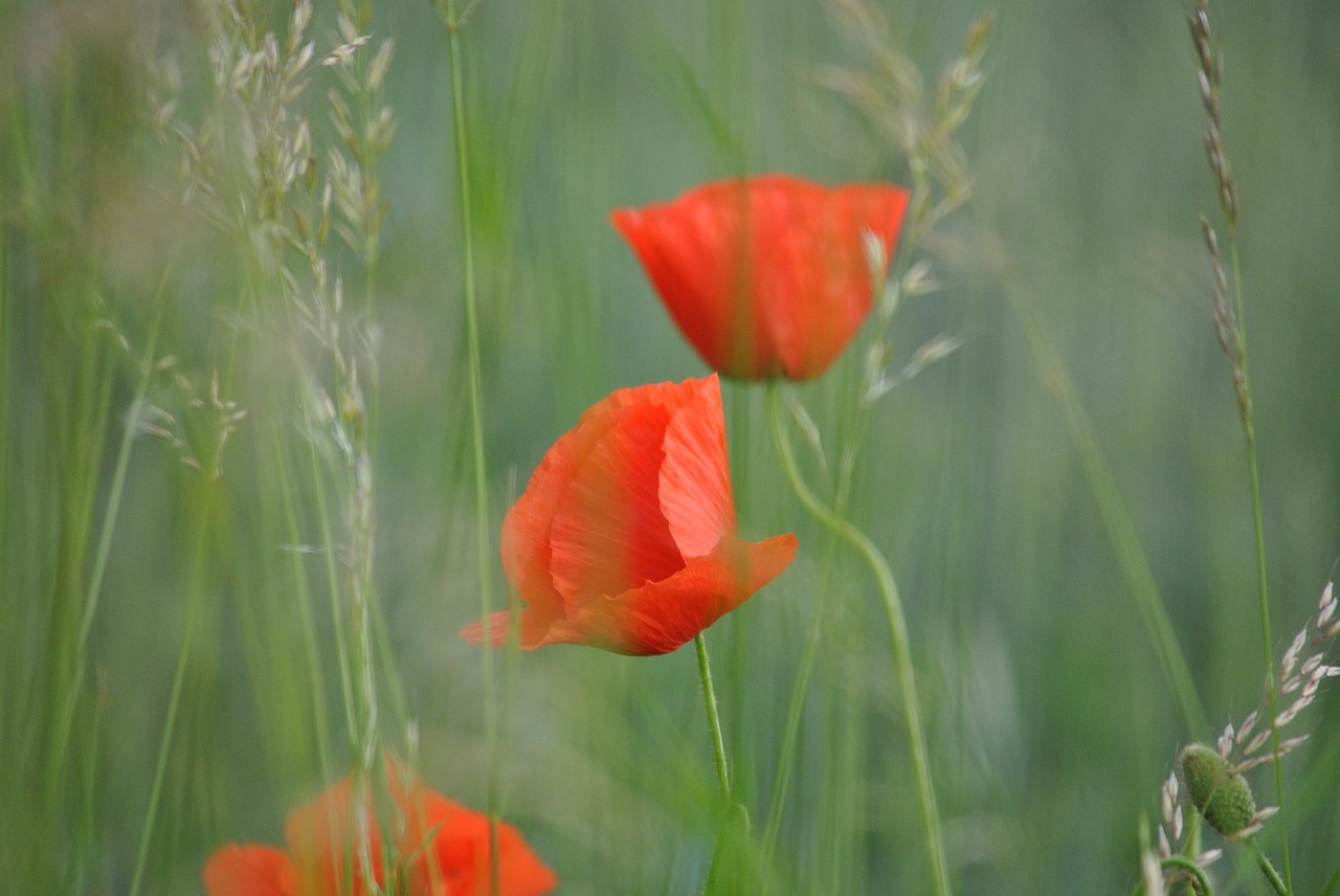 poppy klatchmohn flower free photo