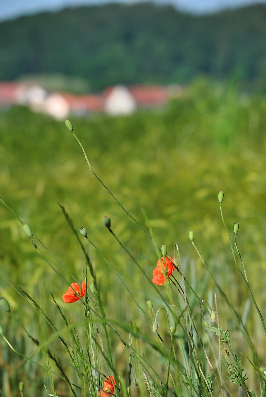 poppy klatschmohn nature free photo