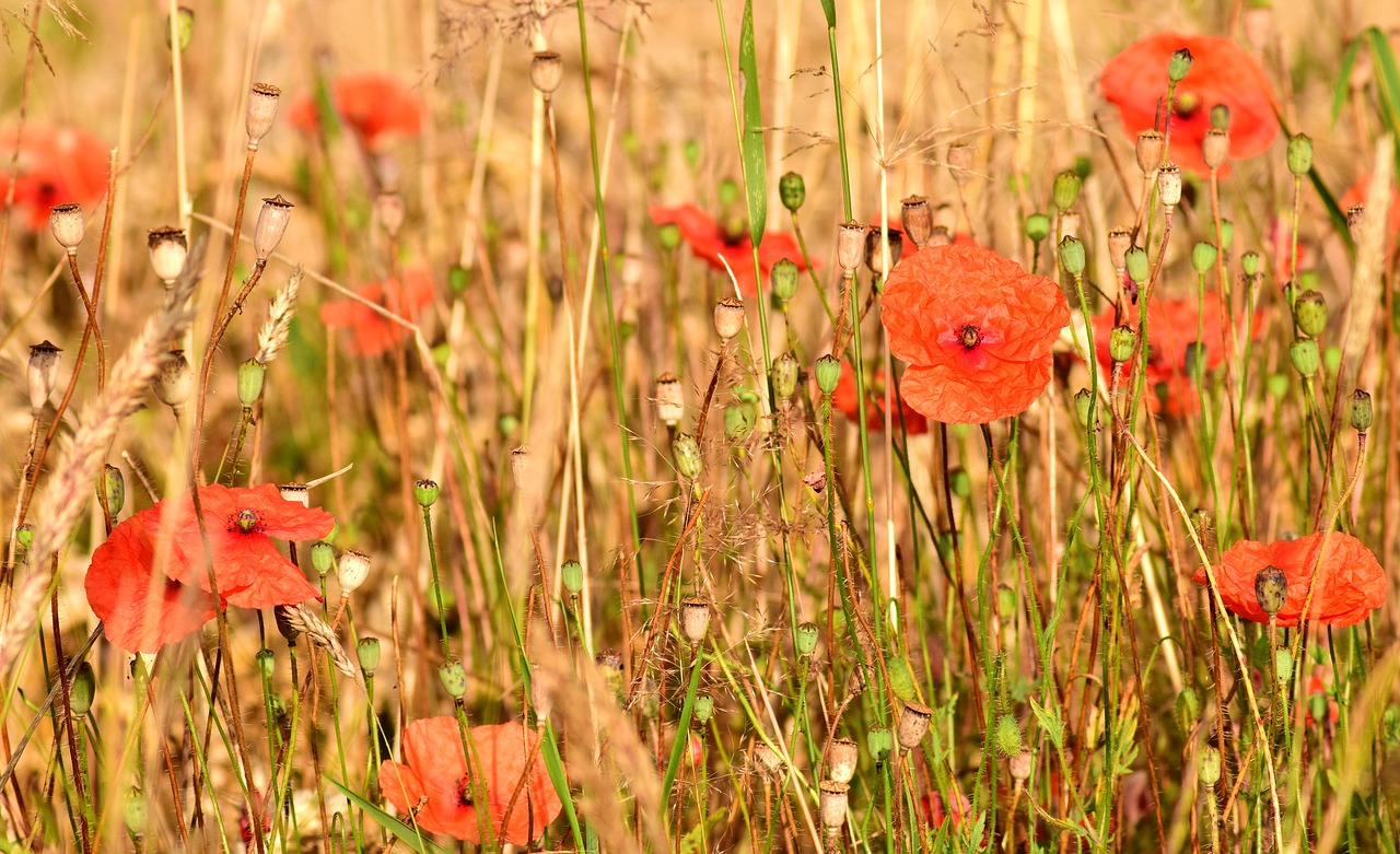 poppy summer meadow free photo