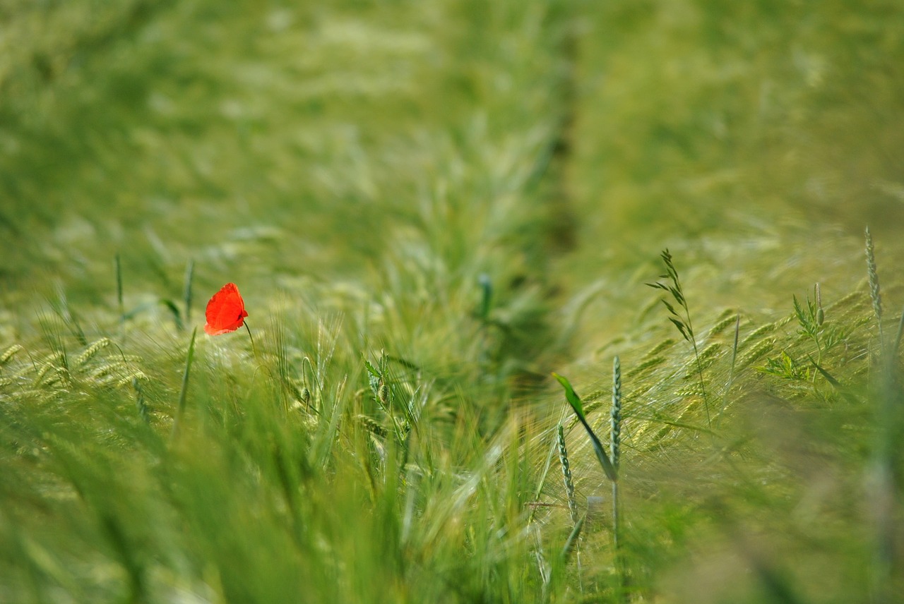 poppy klatschmohhn lonely free photo