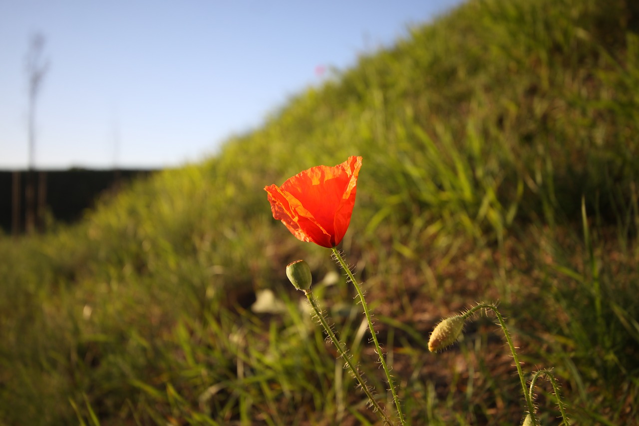 poppy nature grass free photo