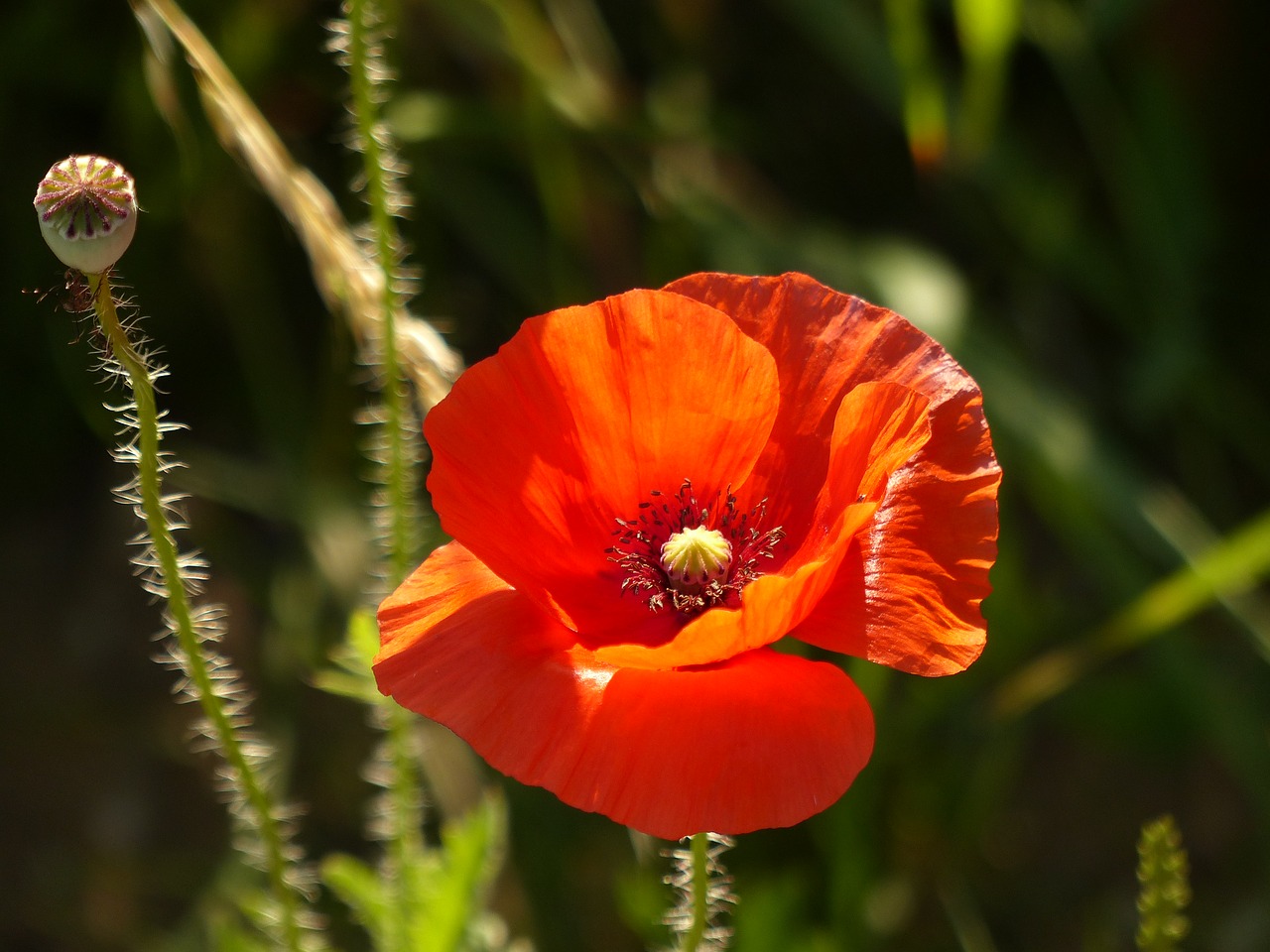 poppy blossom bloom free photo