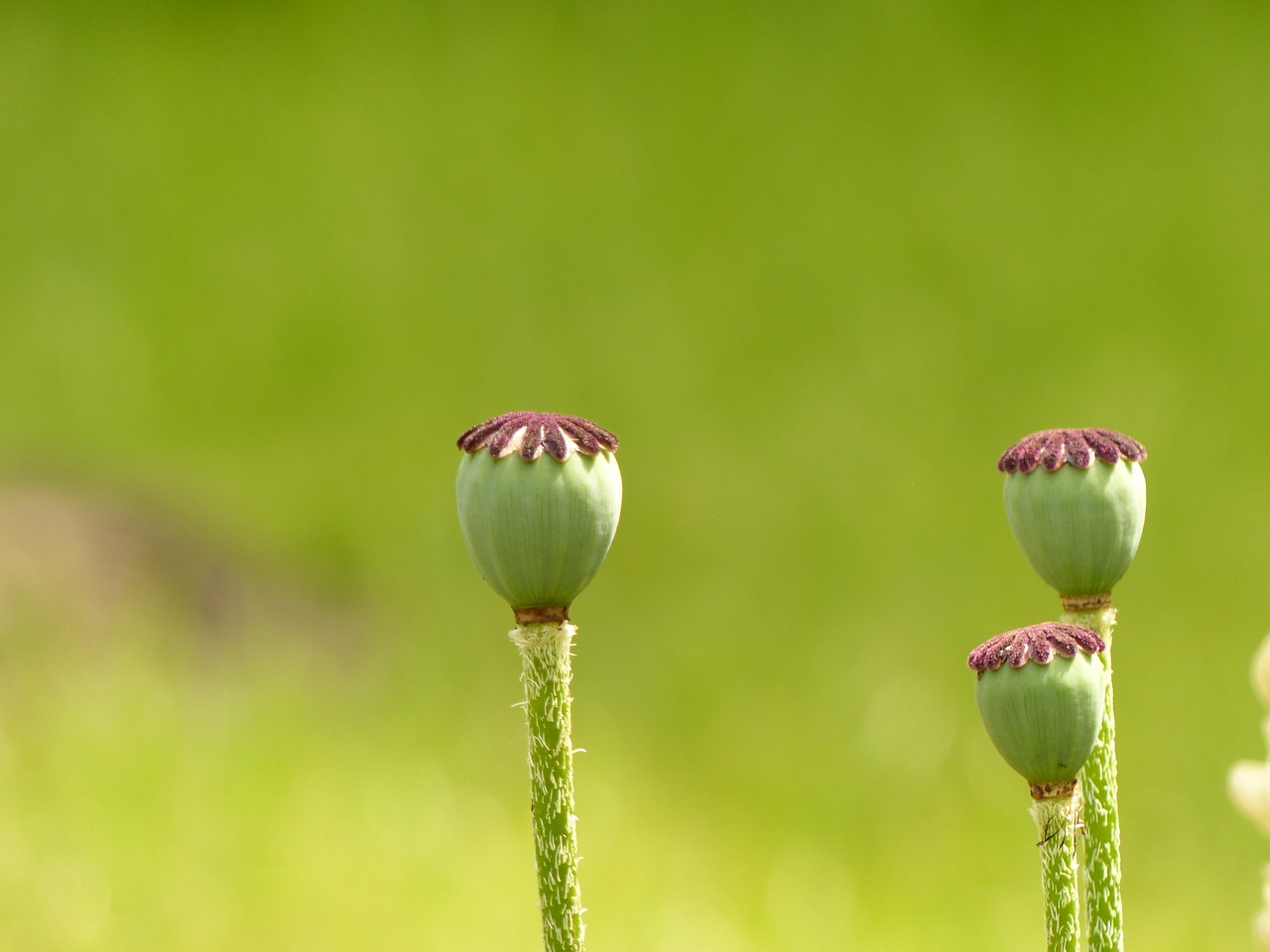 poppy poppy capsules flower free photo