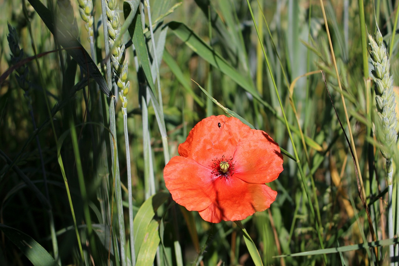 poppy field nature free photo