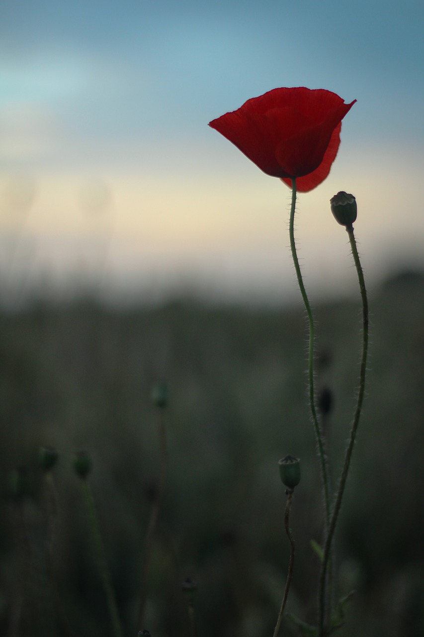 poppy scotland summer free photo