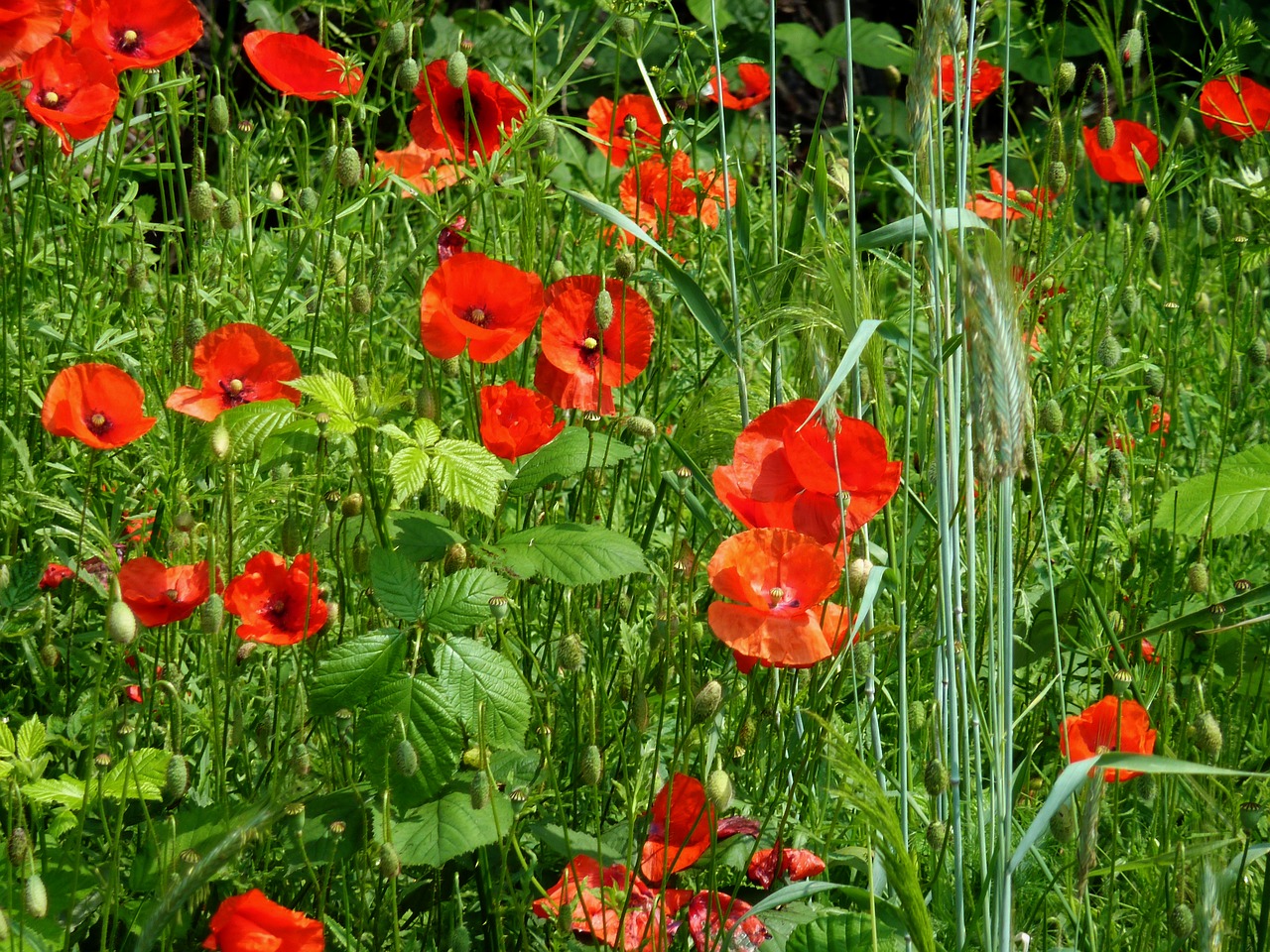 poppy field of poppies klatschmohn free photo