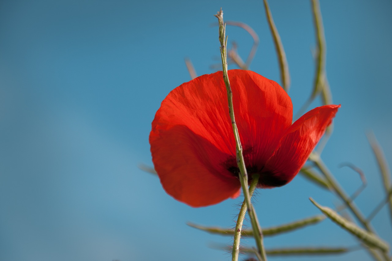 poppy summer red free photo