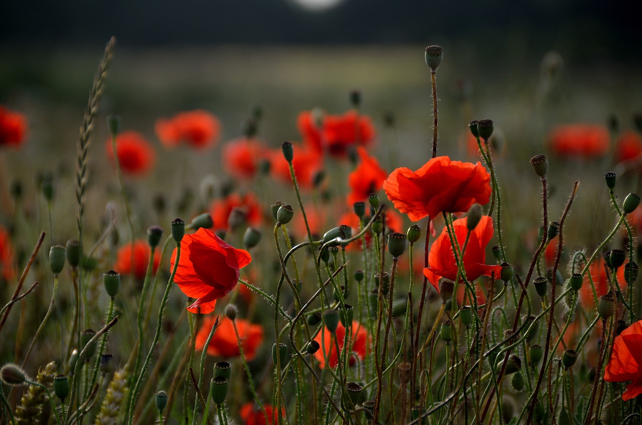 poppy poppies red free photo