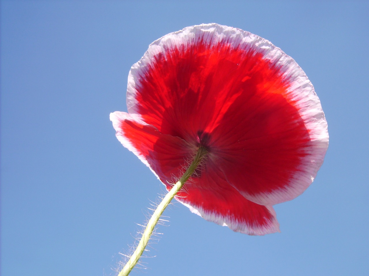 poppy blossom bloom free photo