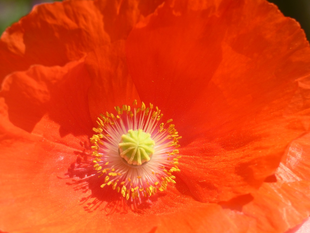 poppy nature garden free photo