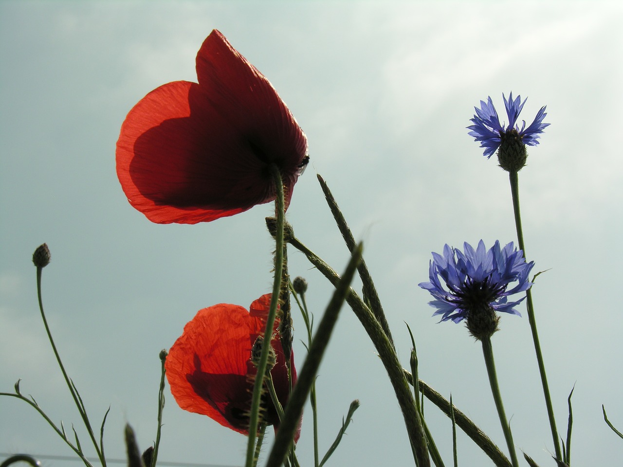 poppy cornflower field free photo