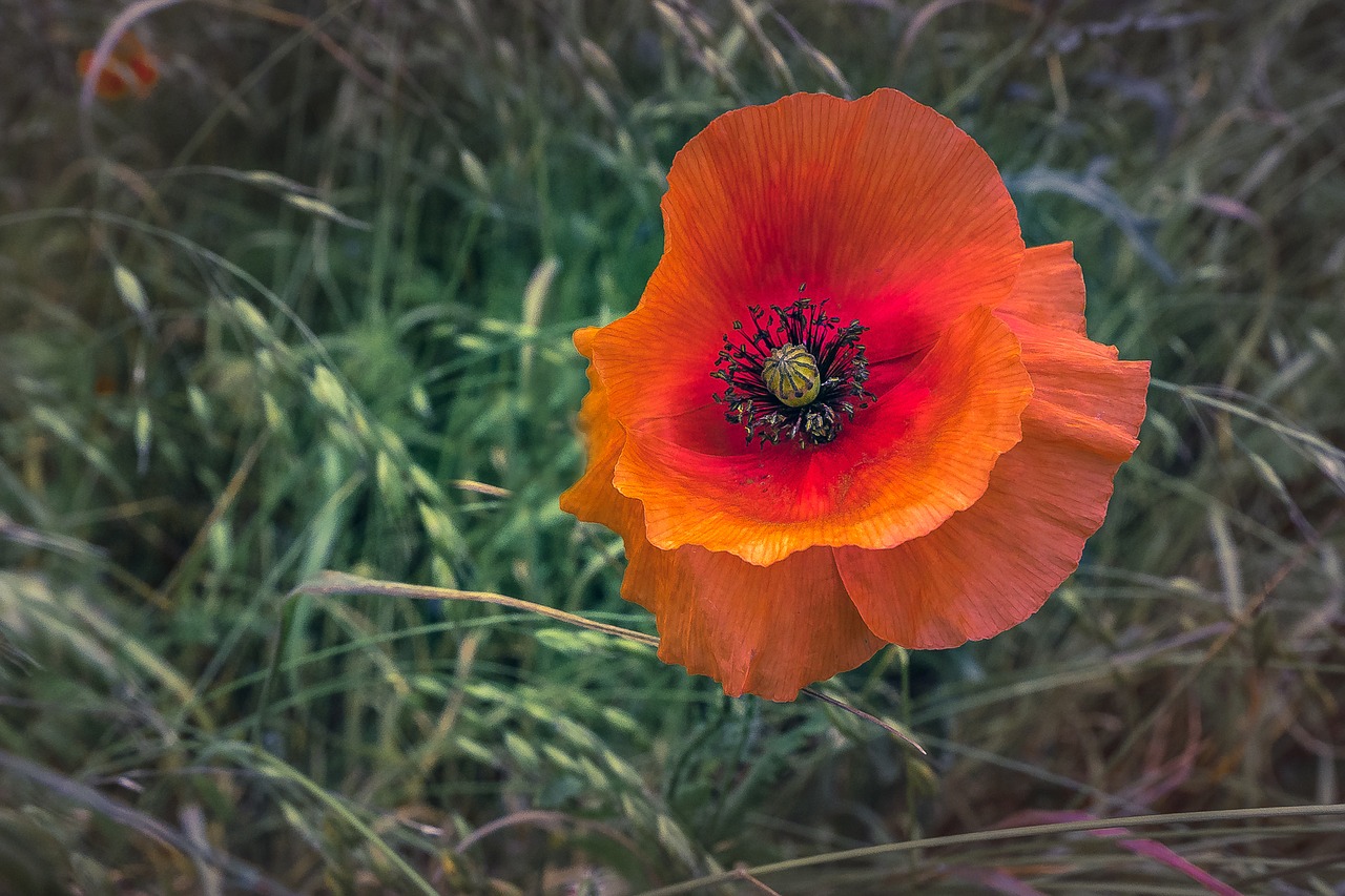 poppy nature flower free photo