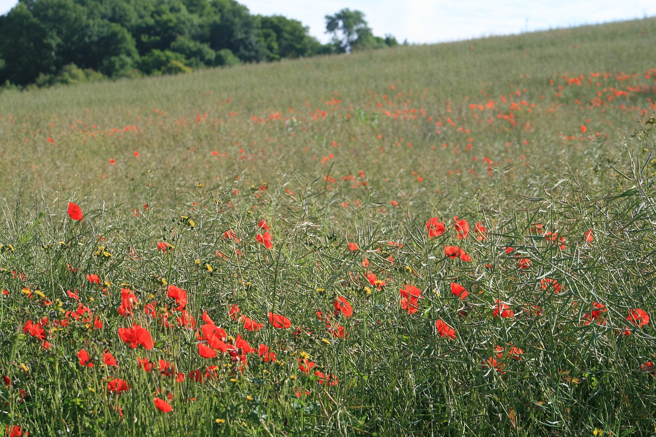 poppy field nature free photo