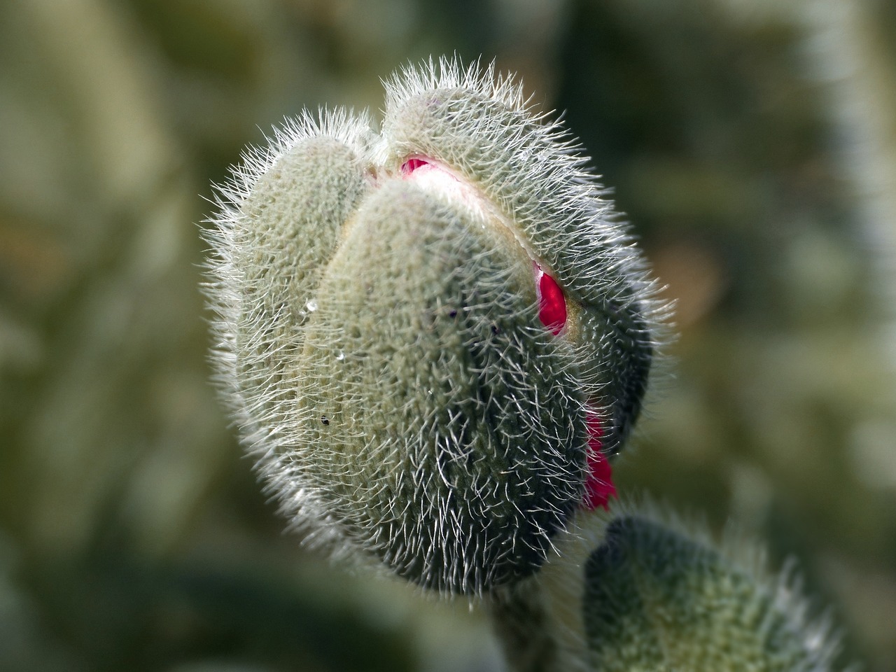 poppy bud poppy bud free photo