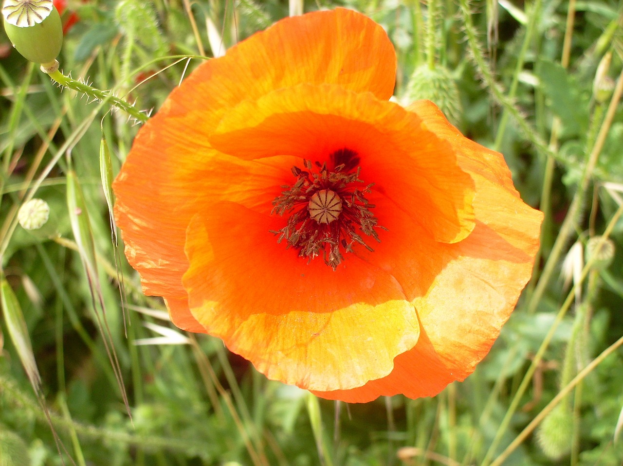 poppy plant orange free photo