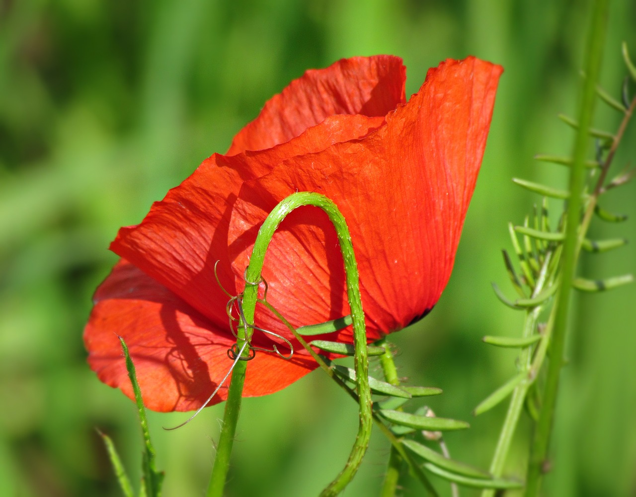 poppy field poppies free photo