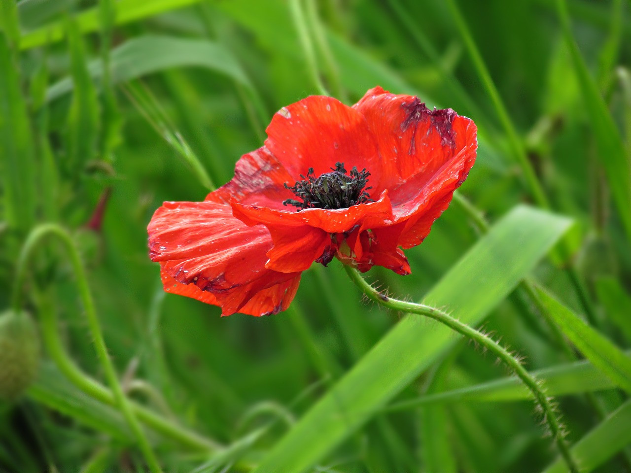 poppy field poppies free photo