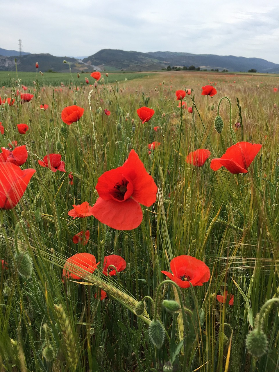 poppy agriculture barley free photo