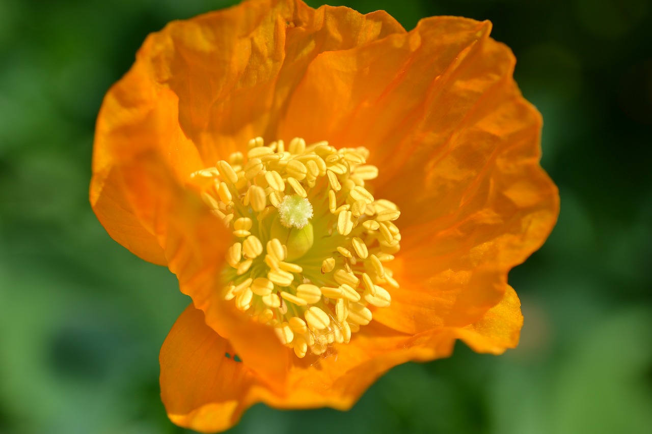 poppy orange flower free photo