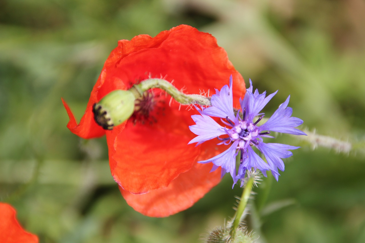 poppy flower wildflowers free photo