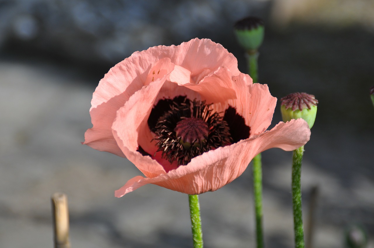 poppy blossom bloom free photo