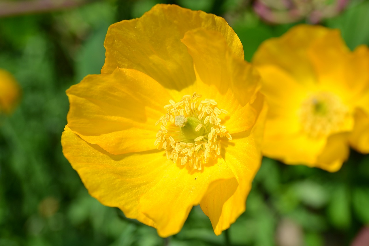 poppy yellow scottish poppy free photo