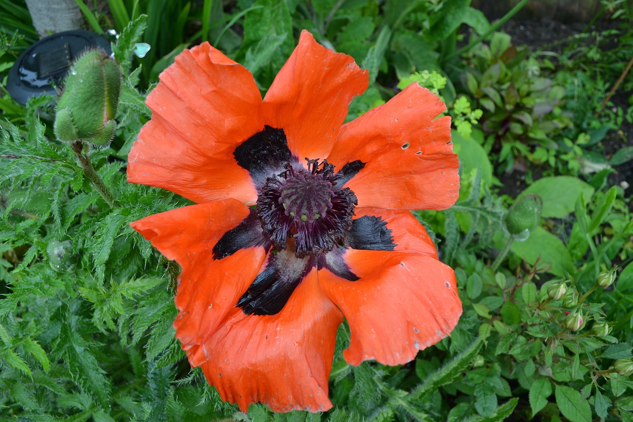 poppy red black free photo