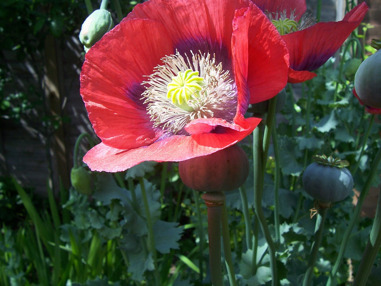 poppy red flower free photo