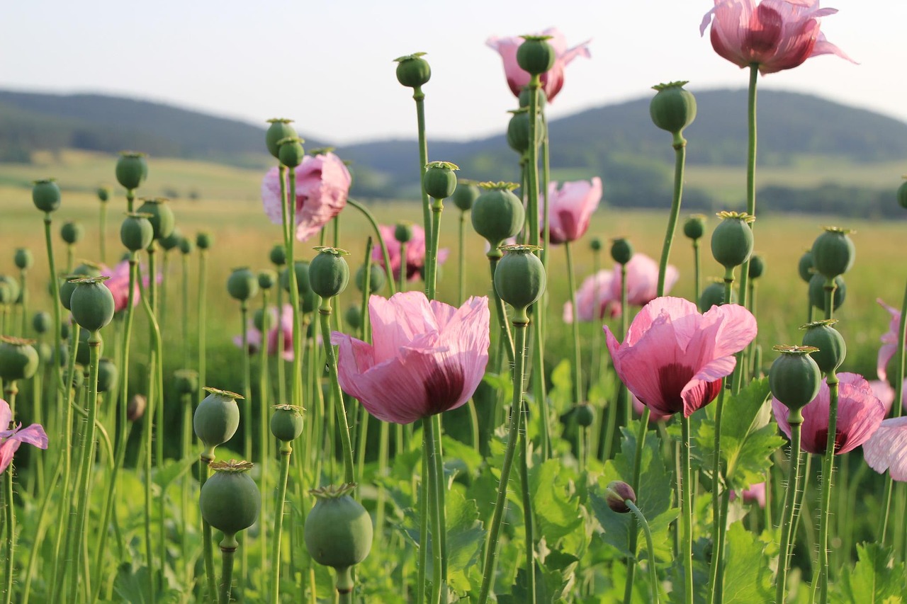 poppy field landscape free photo