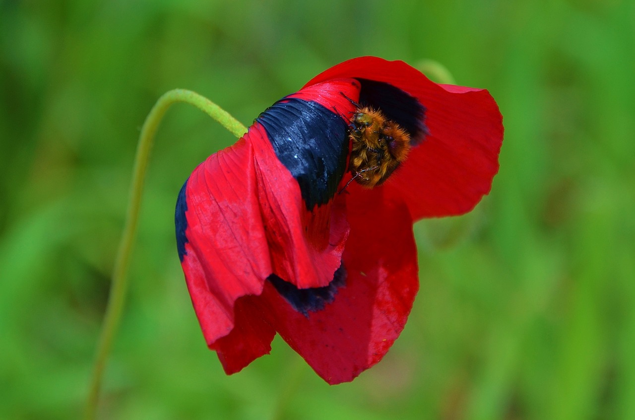 poppy wildflowers blossom free photo