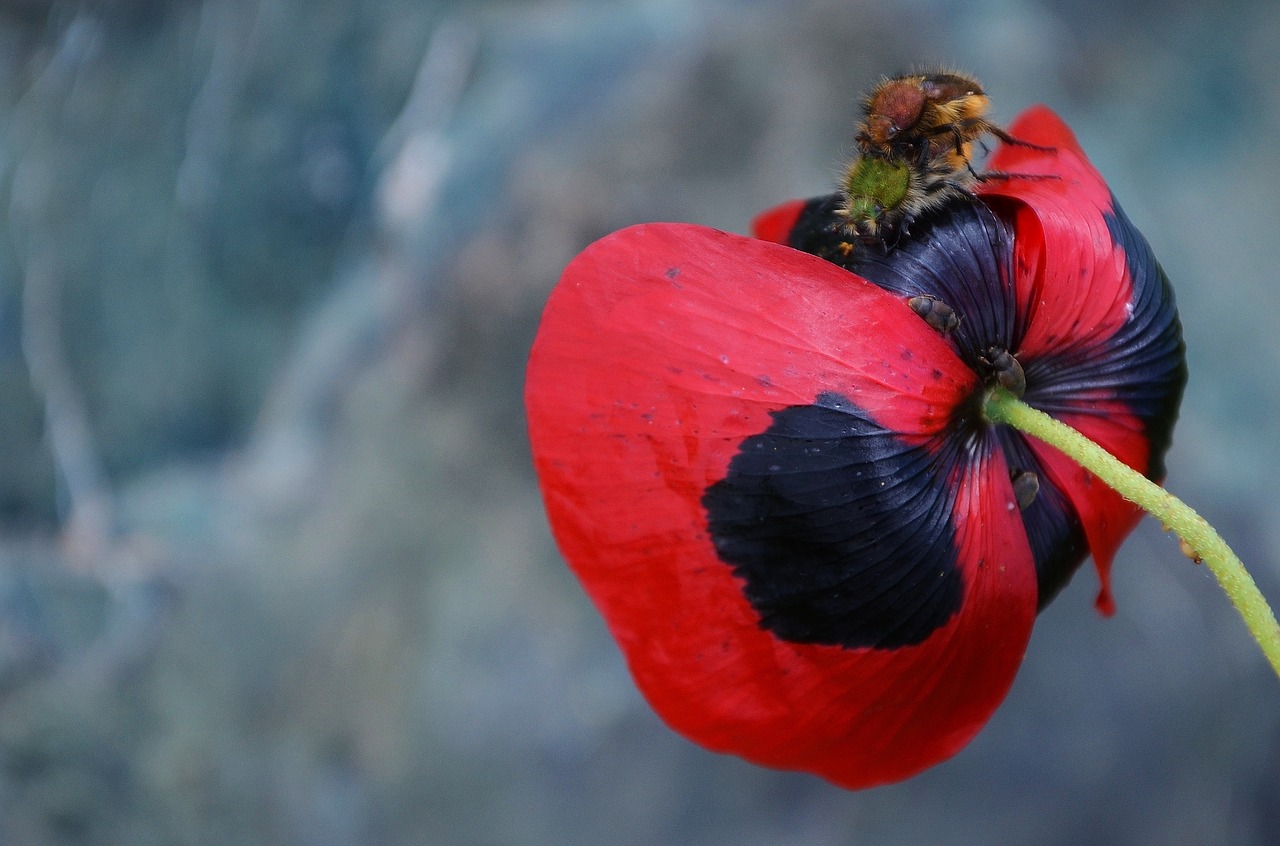 poppy wildflowers blossom free photo