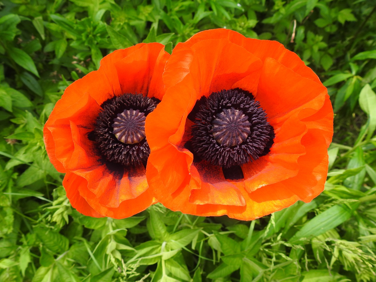 poppy poppy flower carrot free photo