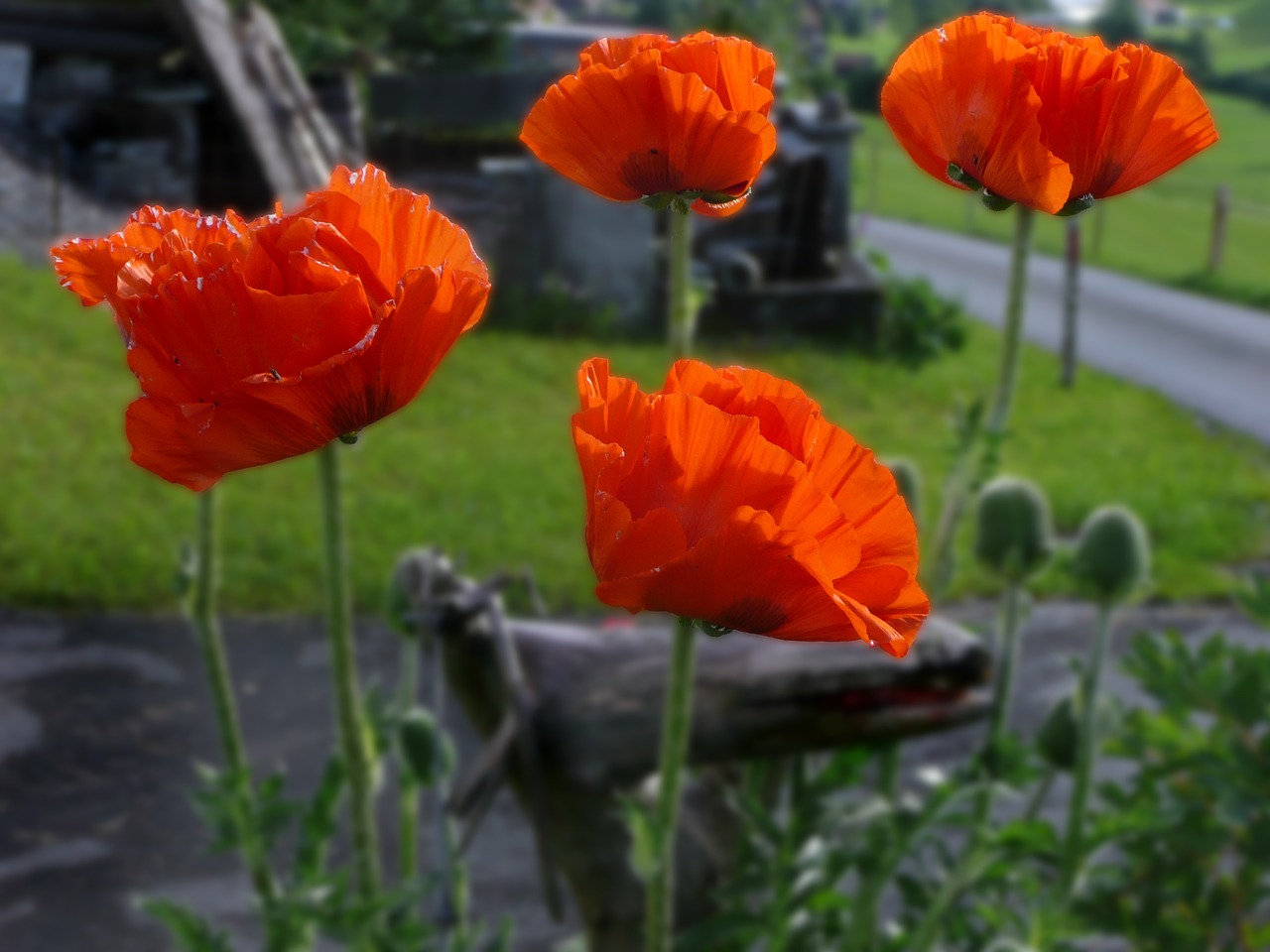 poppy poppy flower red free photo