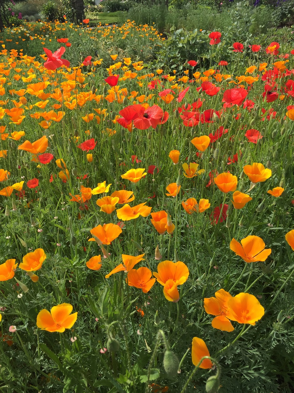 poppy meadow garden free photo