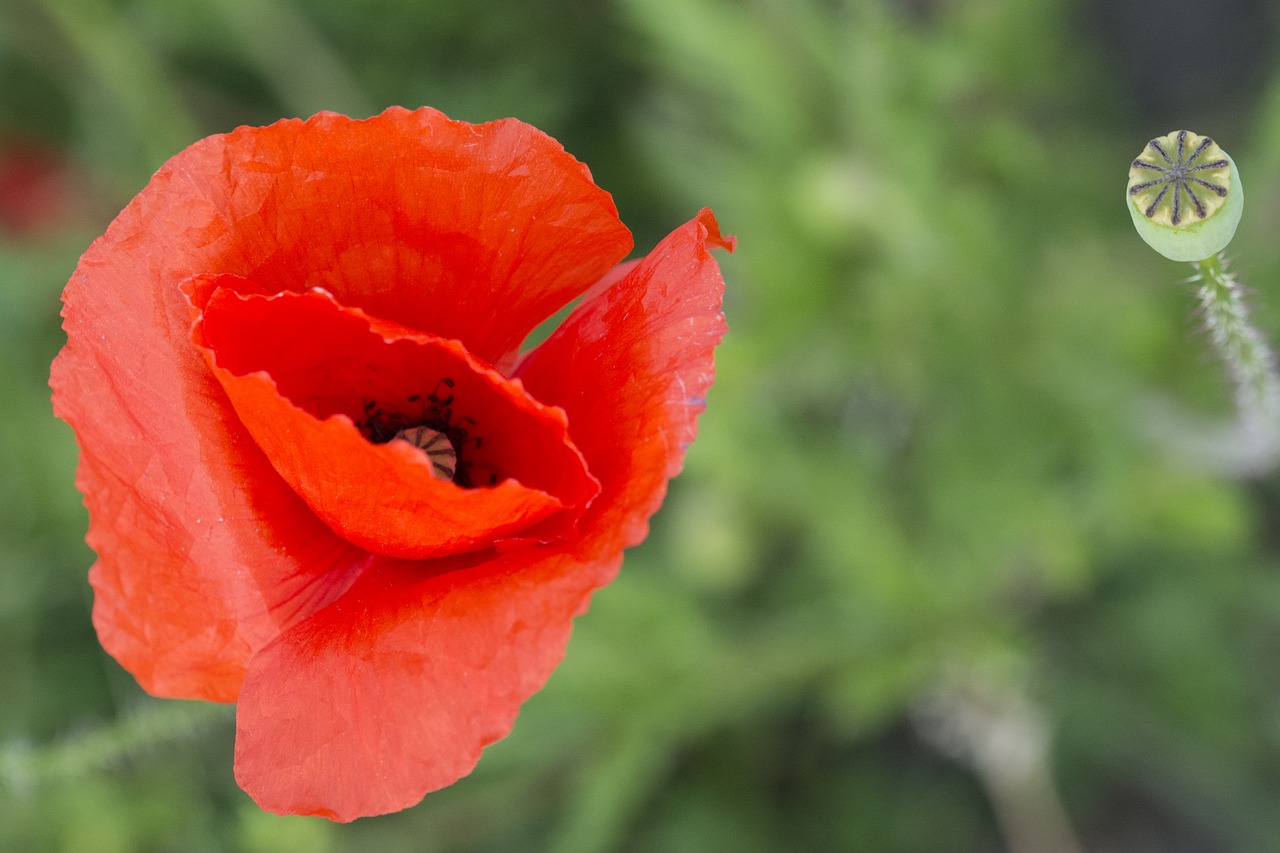 poppy red rose free photo