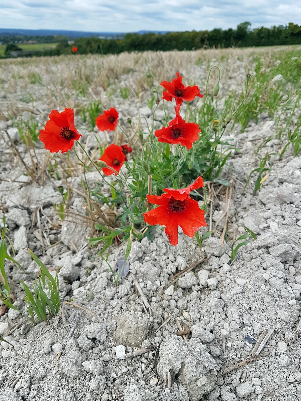 poppy poppies sky free photo