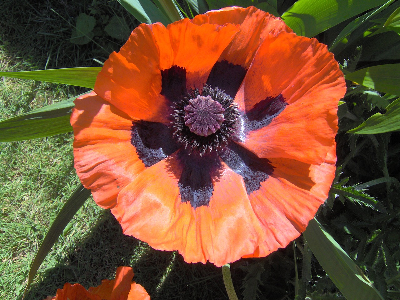 poppy flower bloom free photo