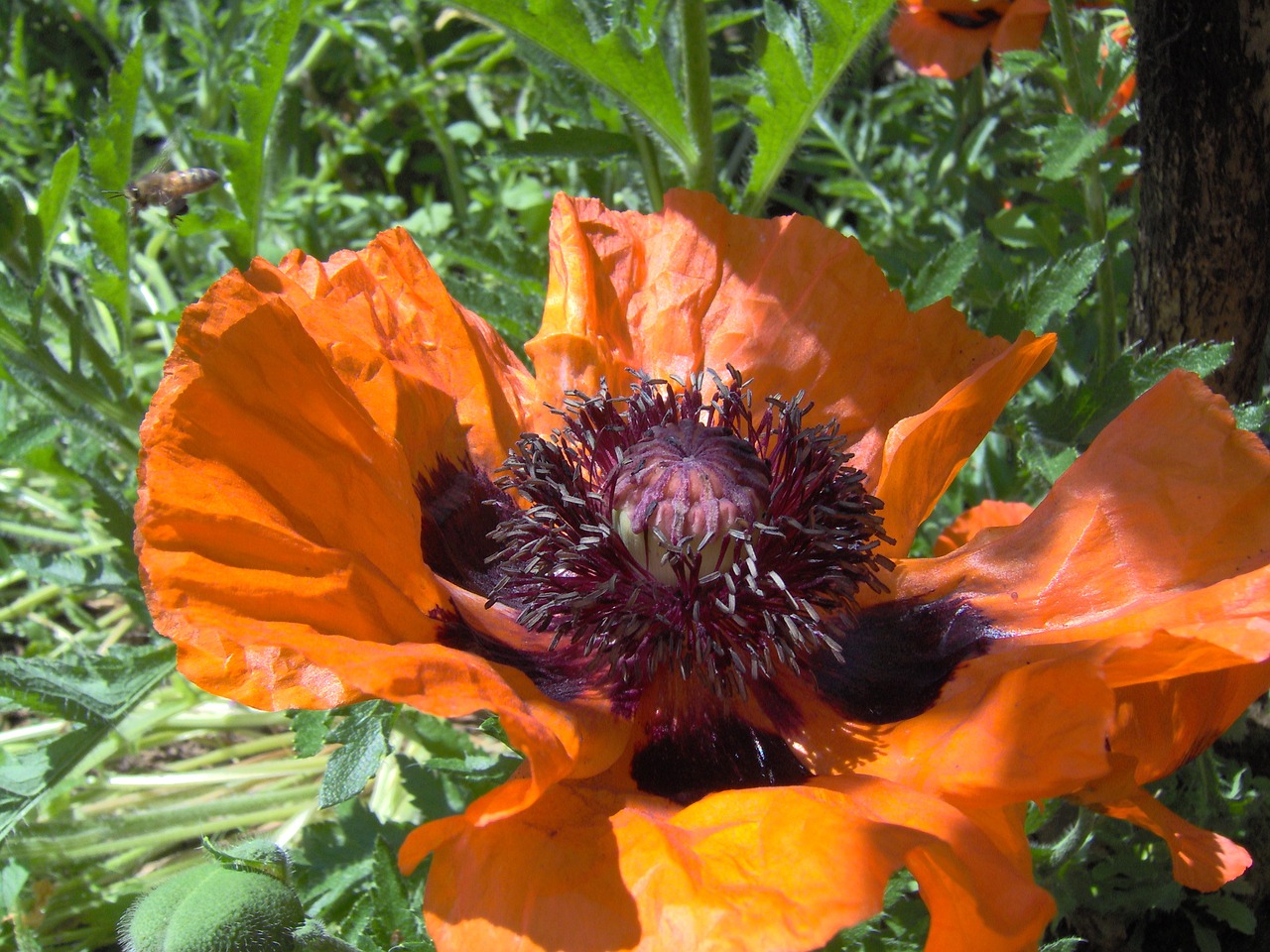 poppy flower bloom free photo