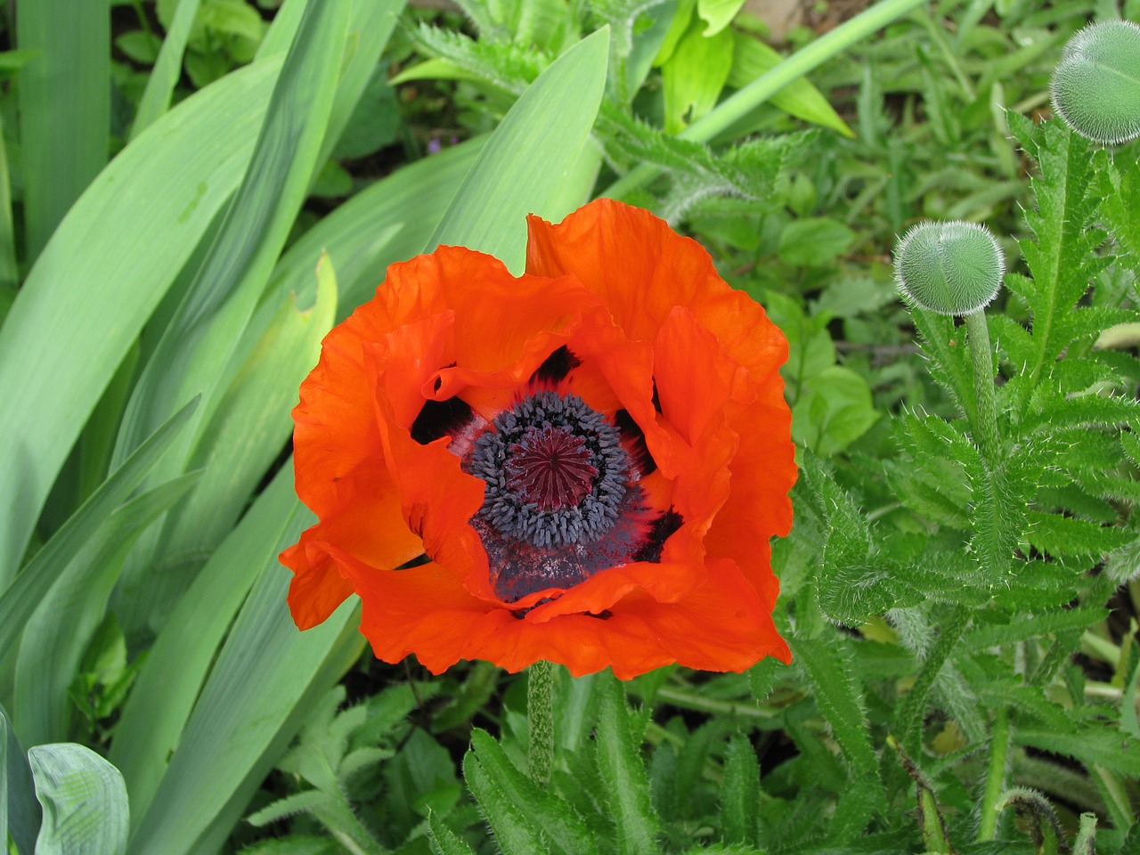 poppy bloom flower free photo