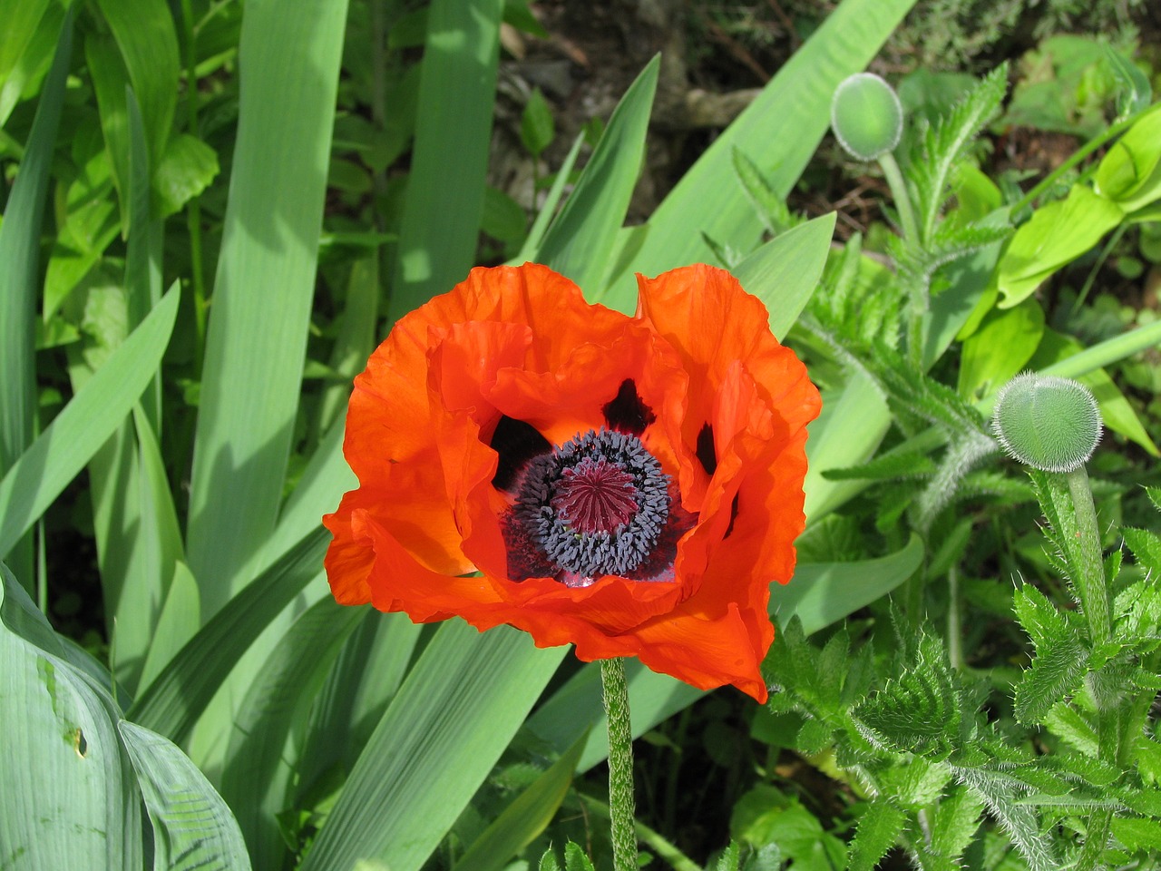 poppy bloom flower free photo