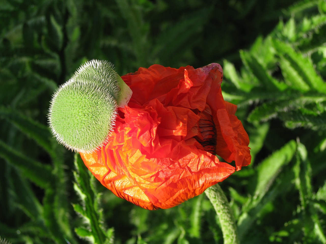 poppy blooming flower free photo