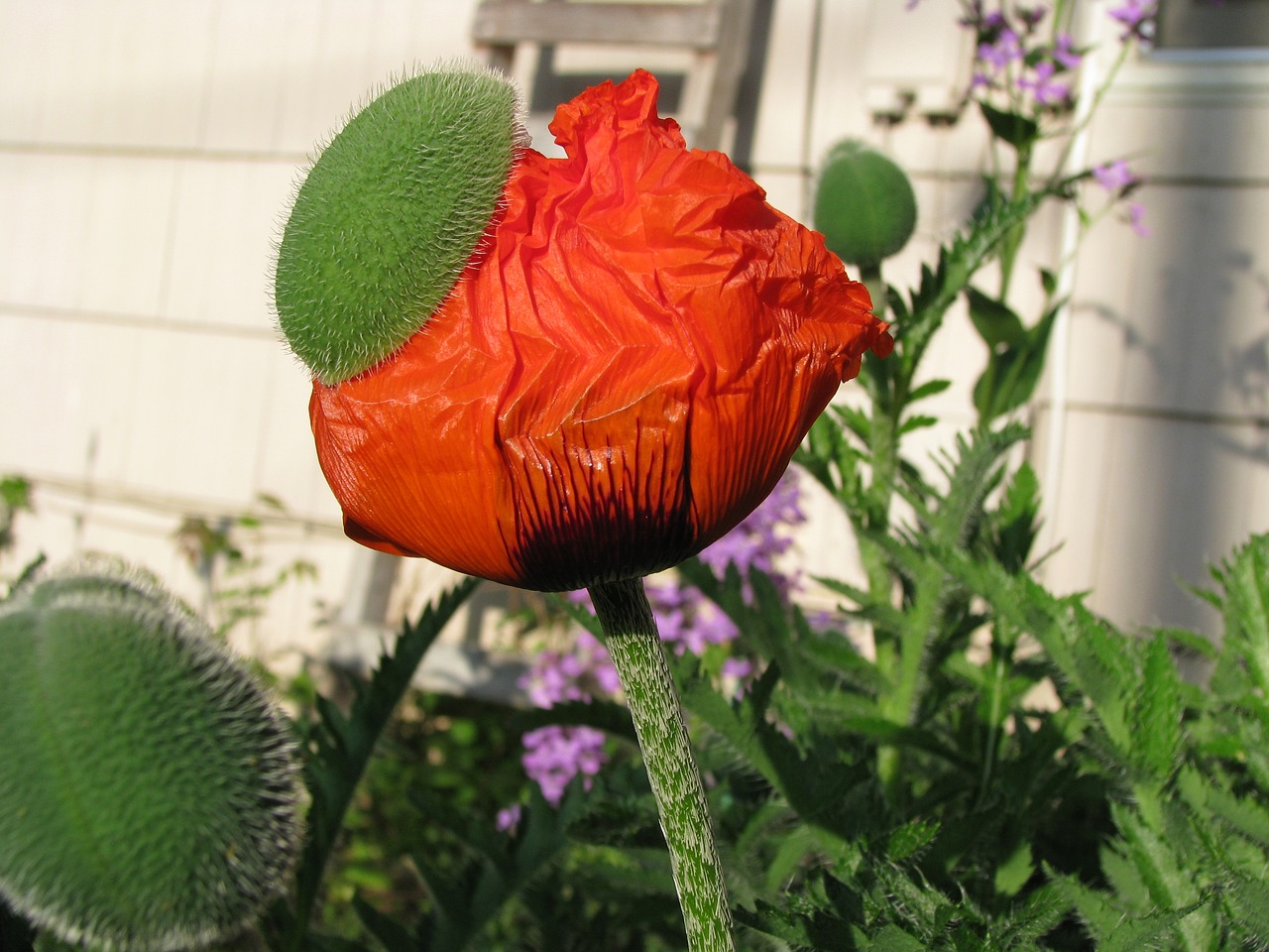 poppy blooming flower free photo