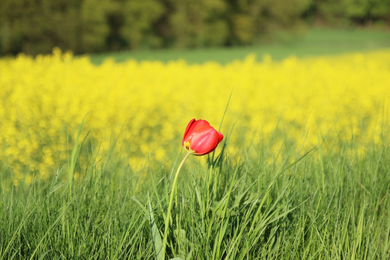 poppy field flower summer free photo