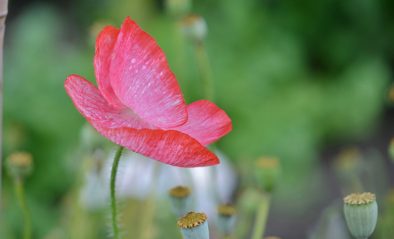 poppy flower natur free photo