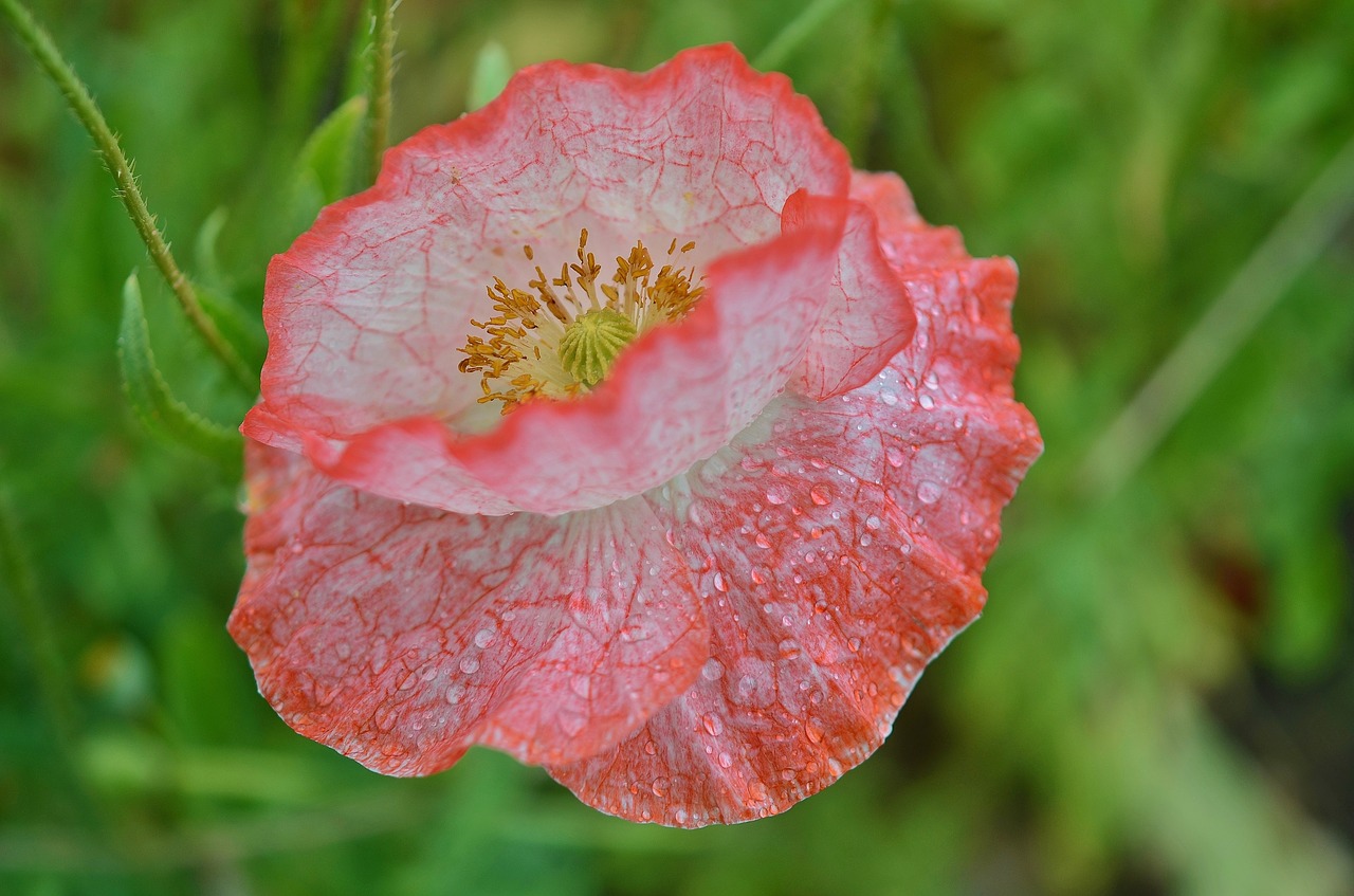 poppy flower natur free photo