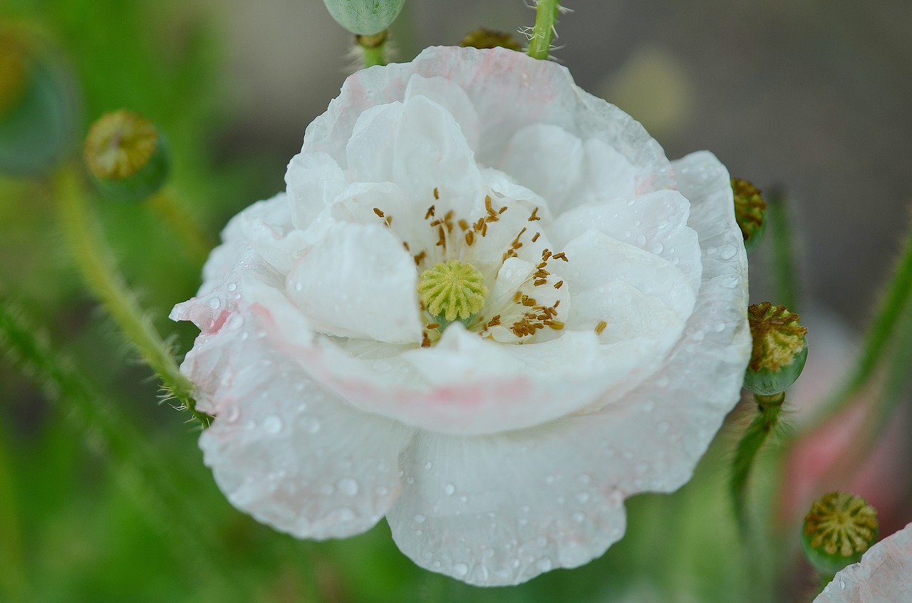 poppy flower natur free photo