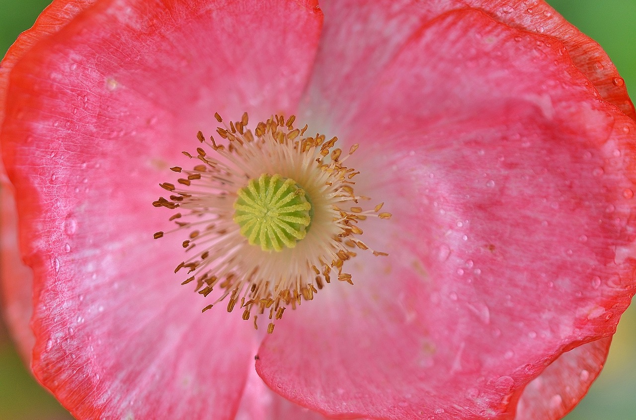 poppy flower natur free photo